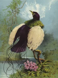 Uccello piumato
